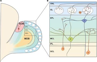 Subpopulations of Projection Neurons in the Olfactory Bulb
